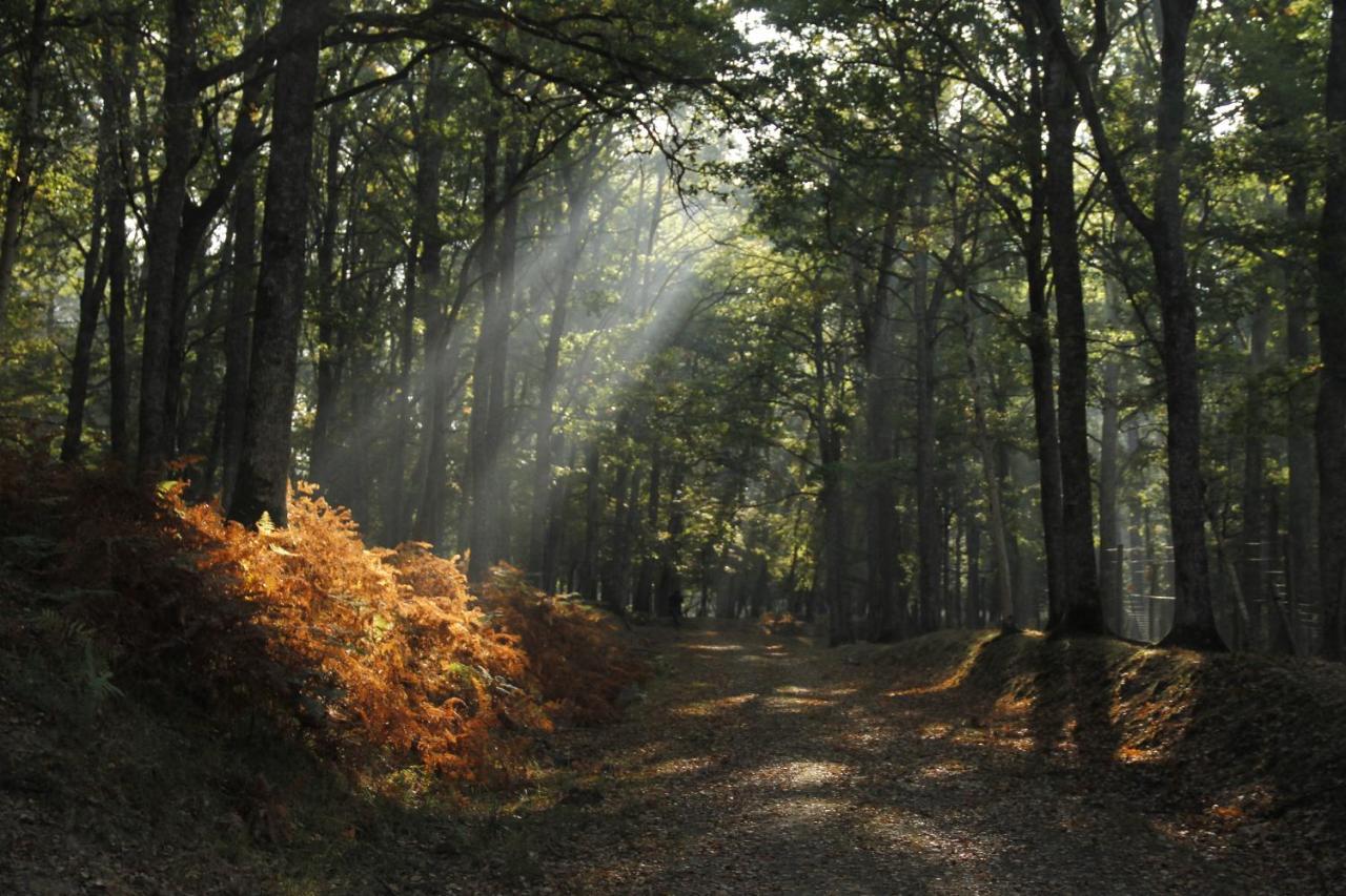 Gite De Boutissaint, Au Coeur Du Parc Treigny Exteriör bild