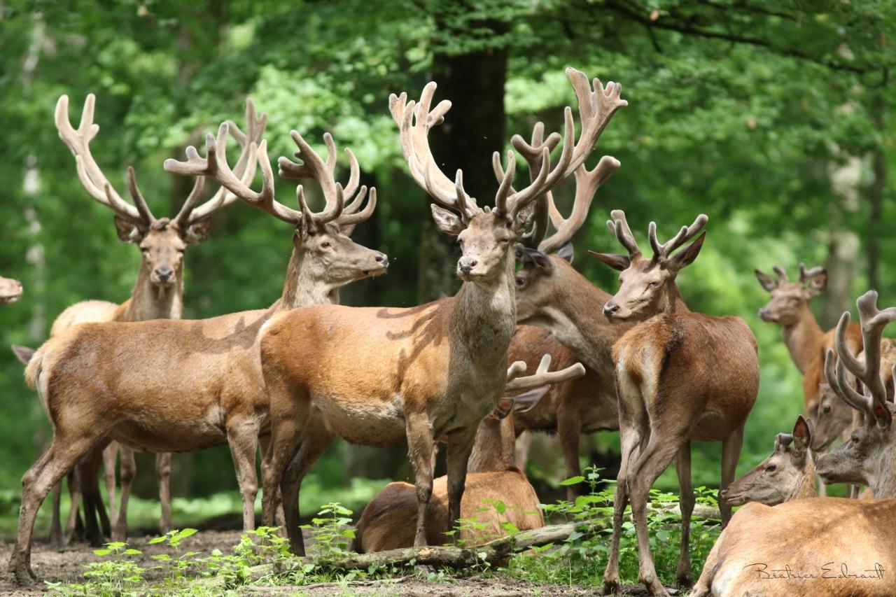 Gite De Boutissaint, Au Coeur Du Parc Treigny Exteriör bild